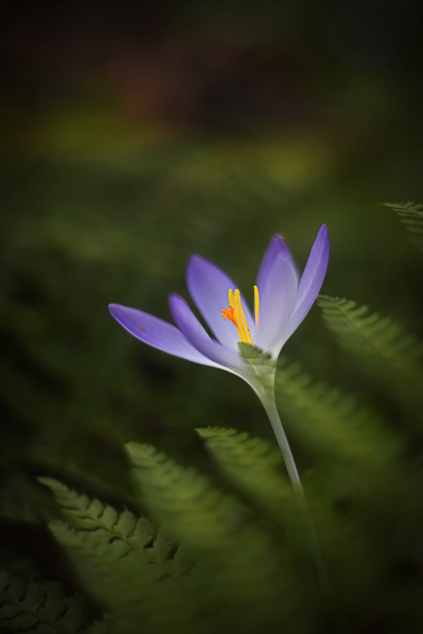 W Ogrodzie Botanicznym kwitną już krokusy