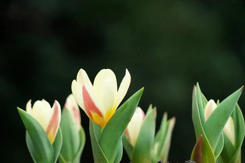 Pierwsze tulipany w ogrodzie