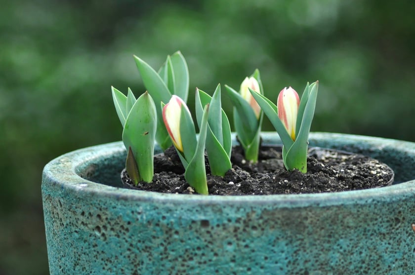 Tulipany