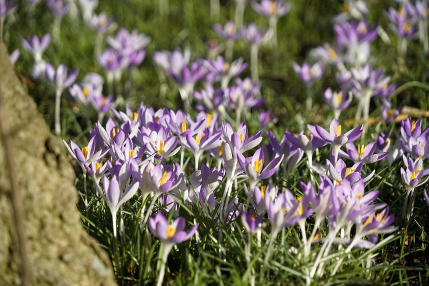 Krokusy