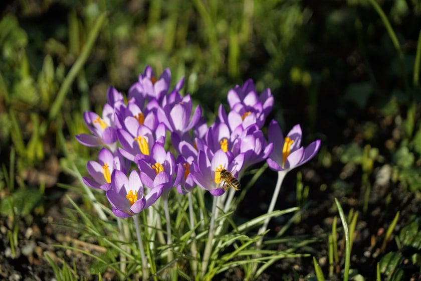 Krokusy