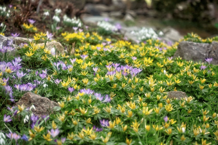 Kwiaty w Ogrodzie Botanicznym UWr