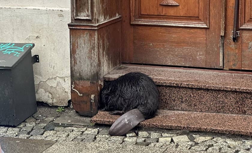 Bóbr na schodkach sklepu przy ul. Odrzańskiej