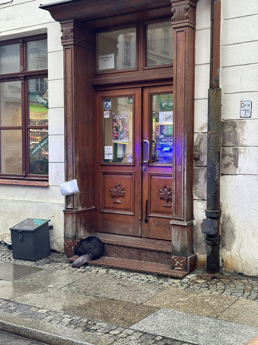 Bóbr na schodkach sklepu przy ul. Odrzańskiej