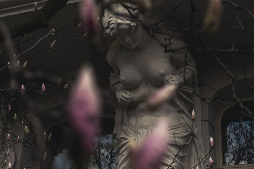 Magnolia przy Podwalu