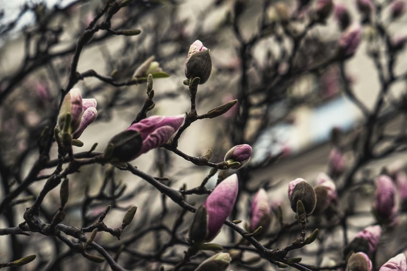 Magnolia przy Podwalu