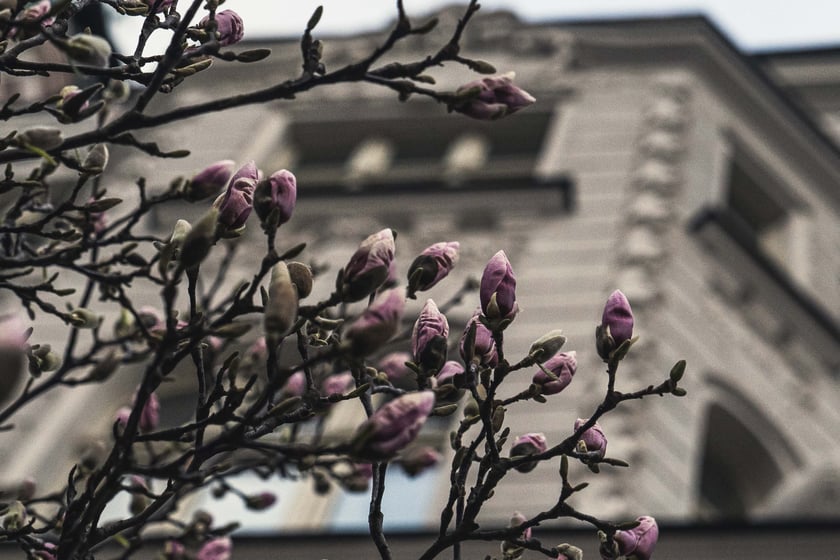 Magnolia przy Podwalu