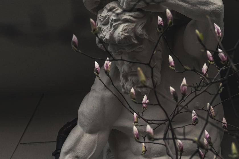 Magnolia przy Podwalu