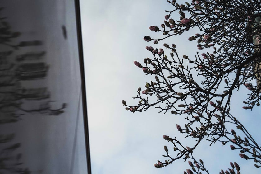 Magnolia przy Podwalu