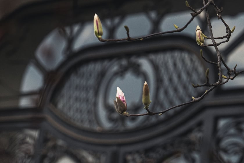 Magnolia przy Podwalu