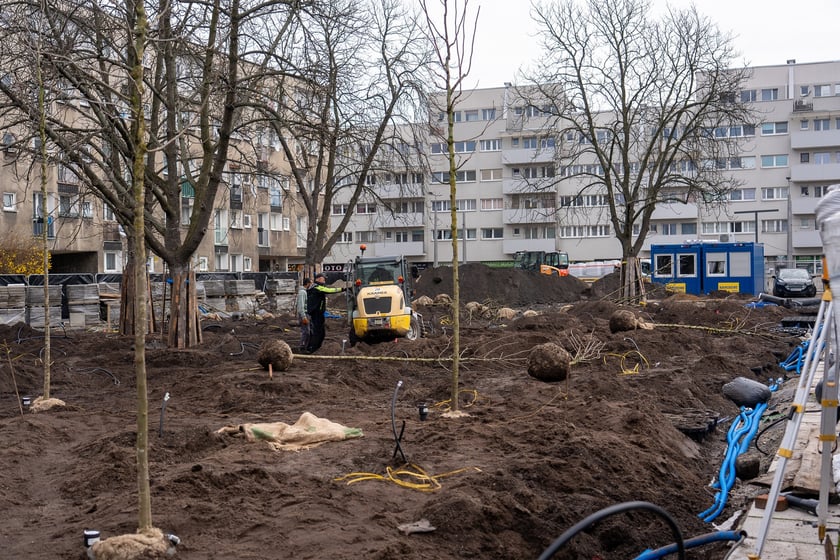 Sadzenie drzew na Nowym Targu, marzec 2024