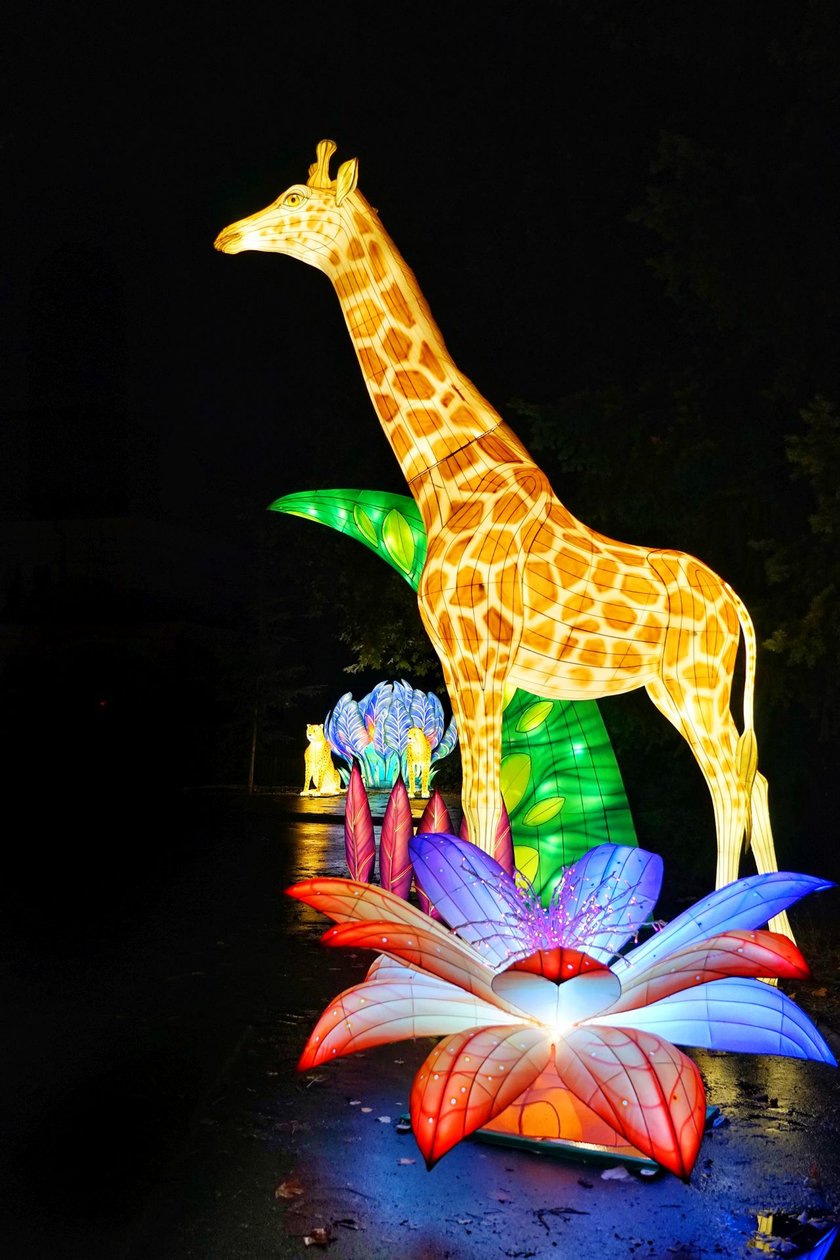 Żyrafa na wystawie Garden of Lights "Dzika Afryka"