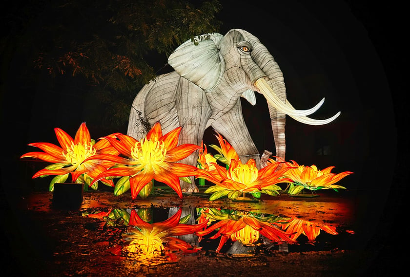 Słoń na wystawie Garden of Lights "Dzika Afryka"