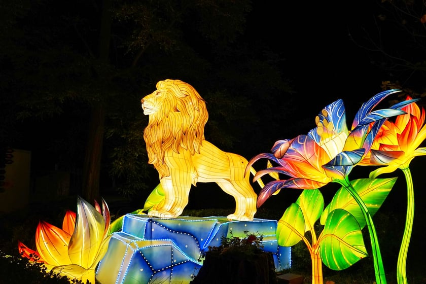 Lew na wystawie Garden of Lights "Dzika Afryka"
