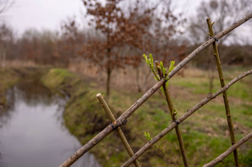 Park Krzycki
