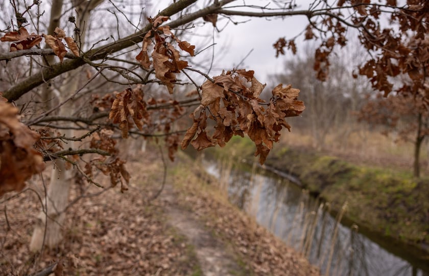 Park Krzycki