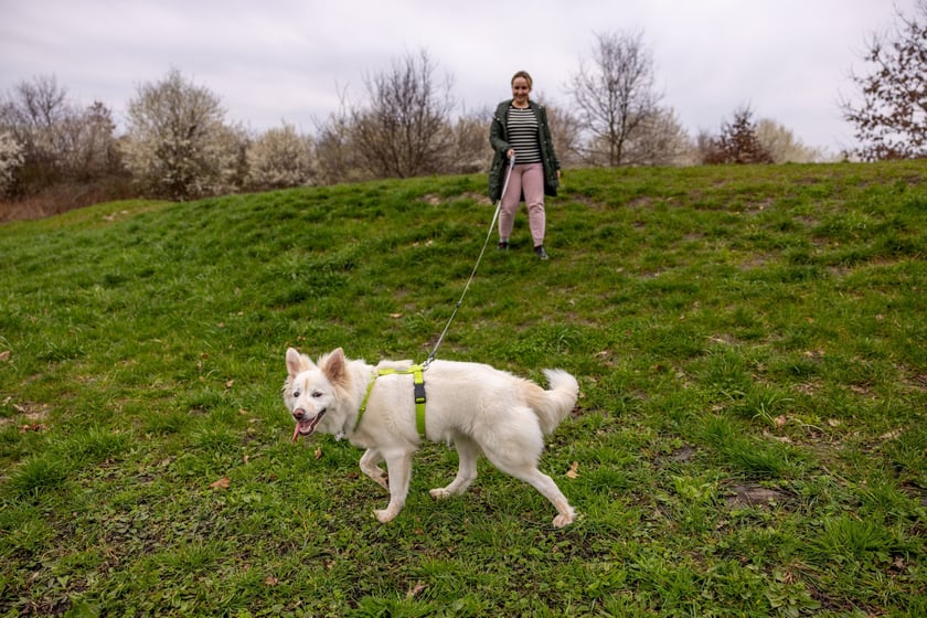 Park Krzycki