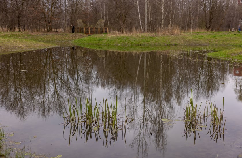 Park Krzycki