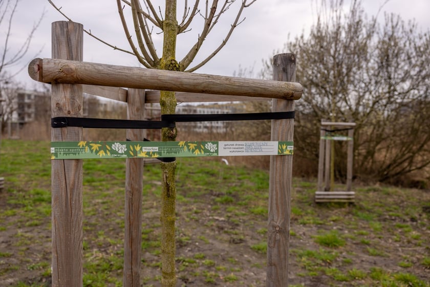 Park Krzycki