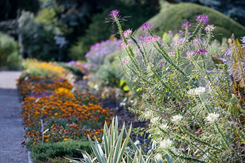Wrocławski Ogr&oacute;d Botaniczny otwiera się już 1 kwietnia. I to nie prima aprilis.&nbsp;