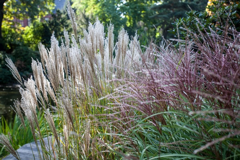 Wrocławski Ogr&oacute;d Botaniczny otwiera się już 1 kwietnia. I to nie prima aprilis.&nbsp;