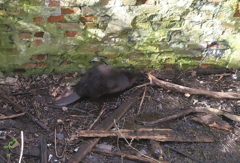 Bóbr, który wpadł do starej piwnicy. Akcja ratunkowa Animal Patrolu