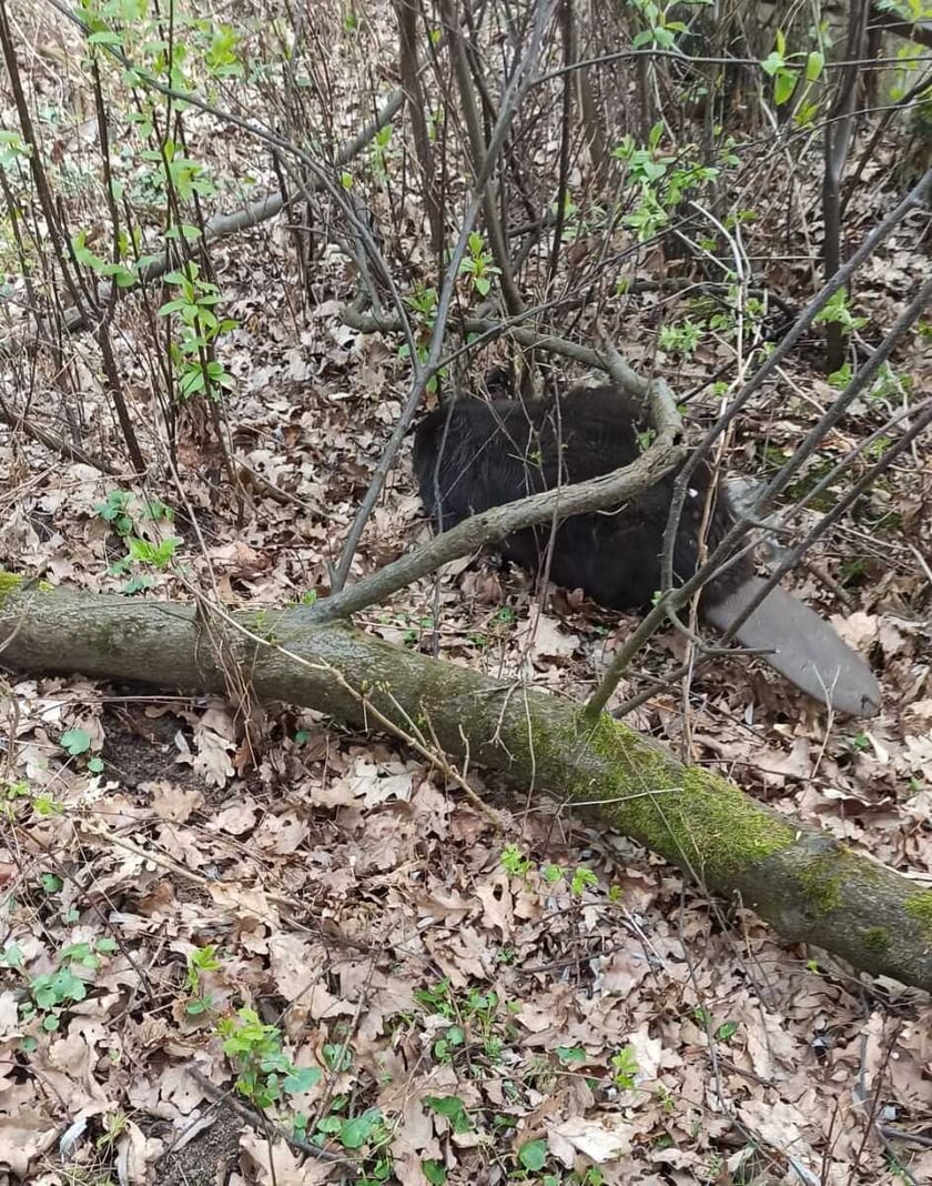 Bóbr, który wpadł do starej piwnicy. Akcja ratunkowa Animal Patrolu