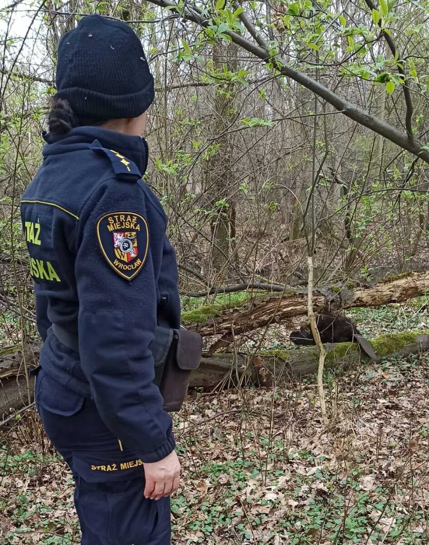 Bóbr, który wpadł do starej piwnicy. Akcja ratunkowa Animal Patrolu