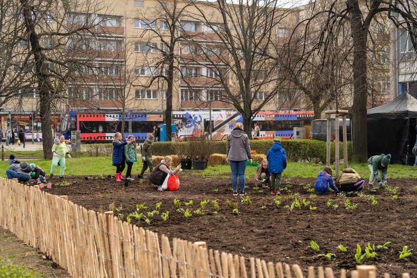 Sadzenie lasu kieszonkowego Miyawaki we Wrocławiu, 21.03.2024