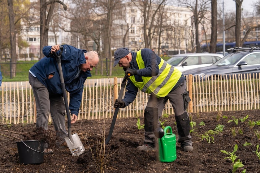 Sadzenie lasu kieszonkowego Miyawaki we Wrocławiu, 21.03.2024