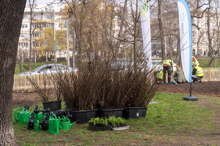 Sadzenie lasu kieszonkowego Miyawaki we Wrocławiu, 21.03.2024