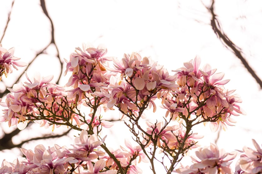 Kwitnące drzewa. Wiosna w parku Szczytnickim
