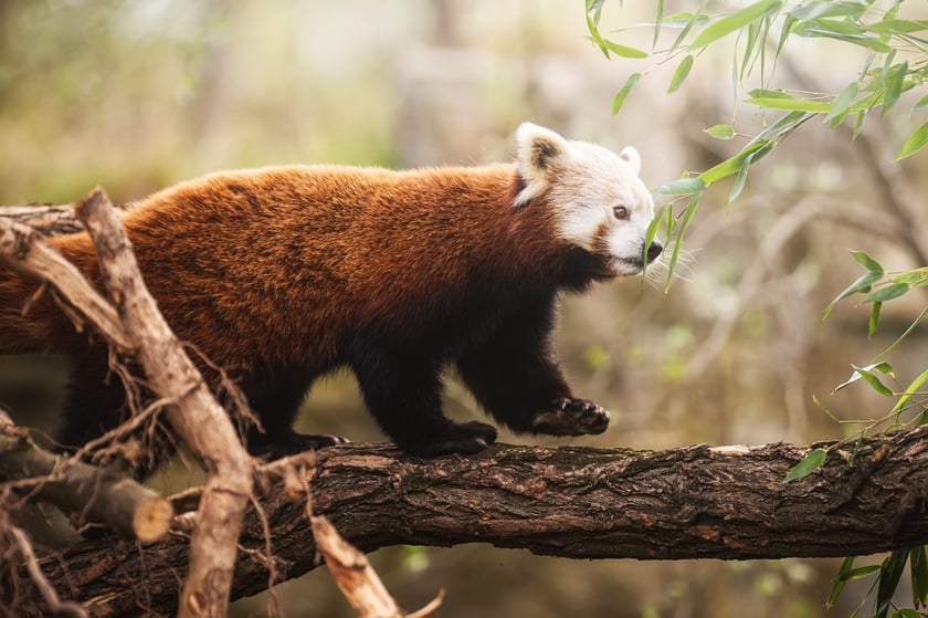 Lian - panda ruda, która od niedawna mieszka w naszym zoo