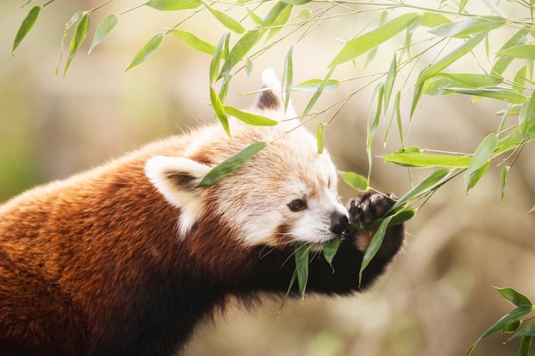Lian - panda ruda, która od niedawna mieszka w naszym zoo