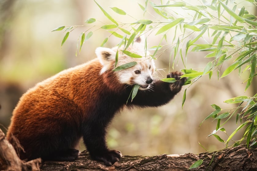 Lian - panda ruda, która od niedawna mieszka w naszym zoo