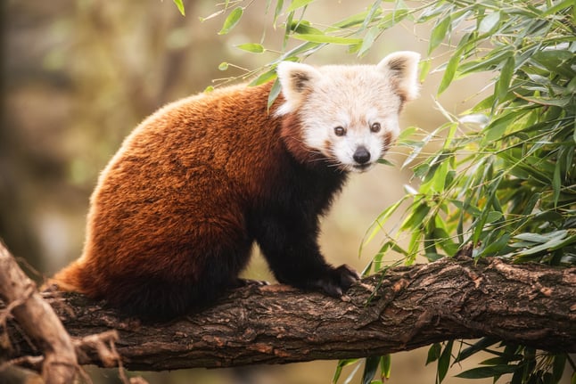 Lian - panda ruda, która od niedawna mieszka w naszym zoo