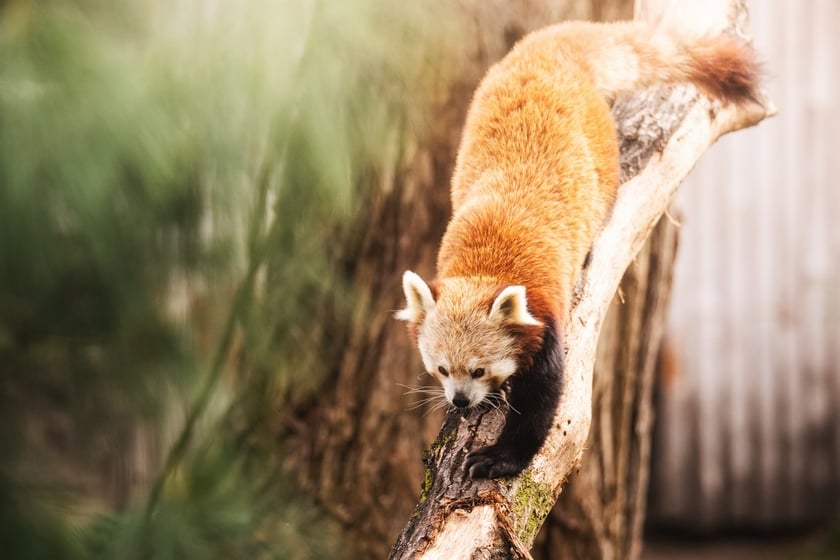 Lian - panda ruda, która od niedawna mieszka w naszym zoo