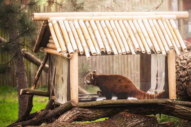 Lian - panda ruda, która od niedawna mieszka w naszym zoo