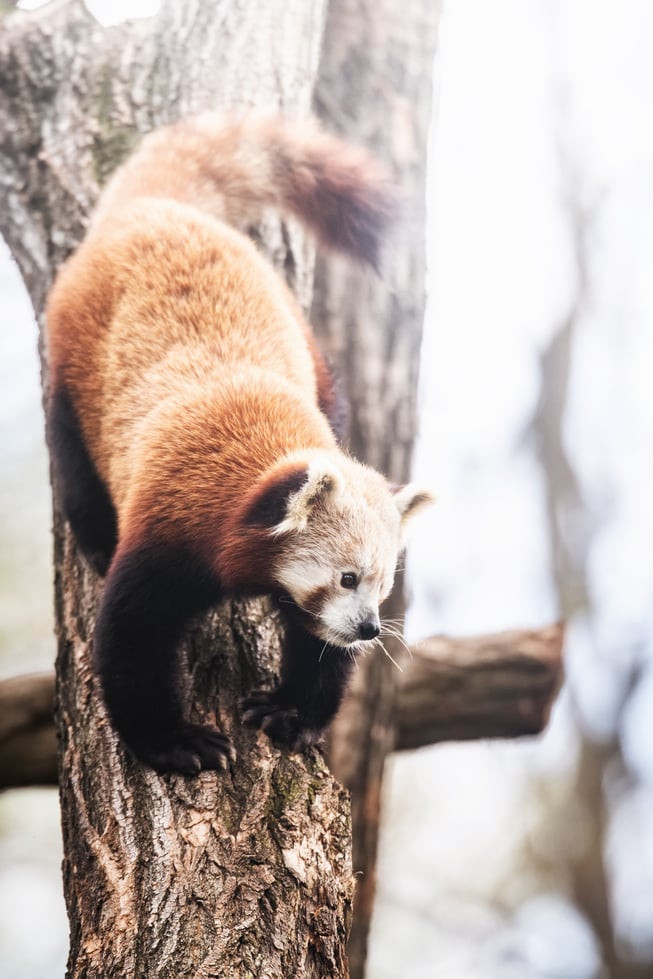 Lian - panda ruda, która od niedawna mieszka w naszym zoo