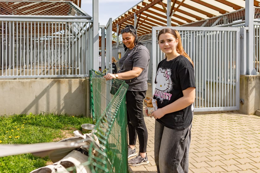 Wiosenny Kiermasz Charytatywny w&nbsp;Schronisku dla Bezdomnych Zwierząt we Wrocławiu