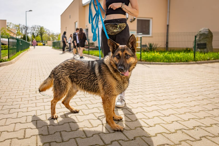 Wiosenny Kiermasz Charytatywny w&nbsp;Schronisku dla Bezdomnych Zwierząt we Wrocławiu