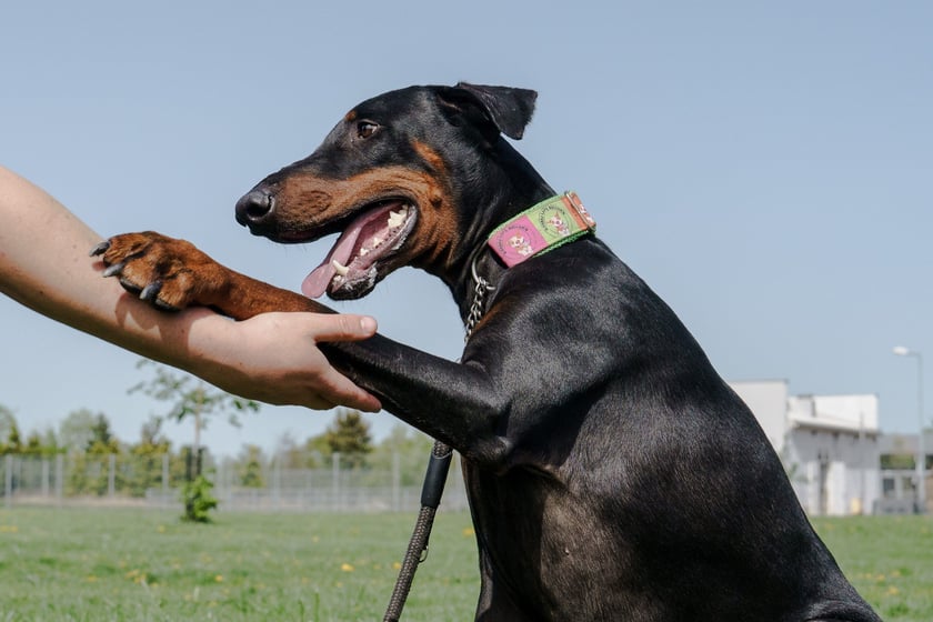 2-letni doberman, kt&oacute;rego do schroniska oddał właściciel. Sky bardzo przeżył rozstanie - był mocno związany z opiekunem. To pies nieufny wobec obcych, ale szybko się otwiera na nowe znajomości. Lojalny, wpatrzony w człowieka. Uwielbia smakołyki i pięknie wykonuje podstawowe komendy.