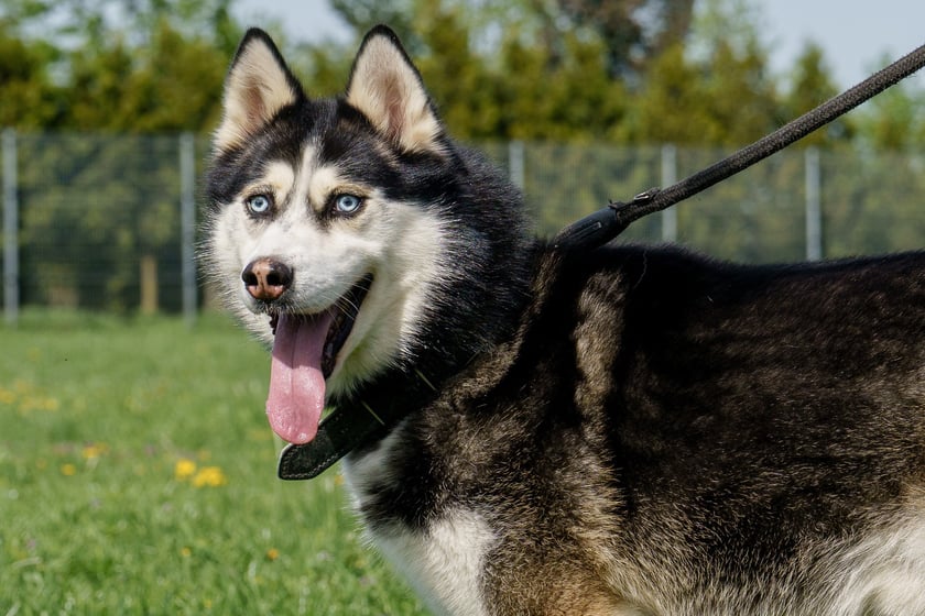 Ok. 6-letni husky, kt&oacute;rego do schroniska oddał opiekun. Grubson miał bardzo smutne życie - był ciągle zamknięty w kojcu, nie miał dużego kontaktu z ludźmi. Było to widać na początku pobytu w schronisku, ponieważ odstraszał człowieka jak tylko m&oacute;gł. Aktualnie zrobił duże postępy. To coraz bardziej ufny pies, kt&oacute;ry prezentuje klasyczne zachowania dla swojej rasy. Aktywny, towarzyski.