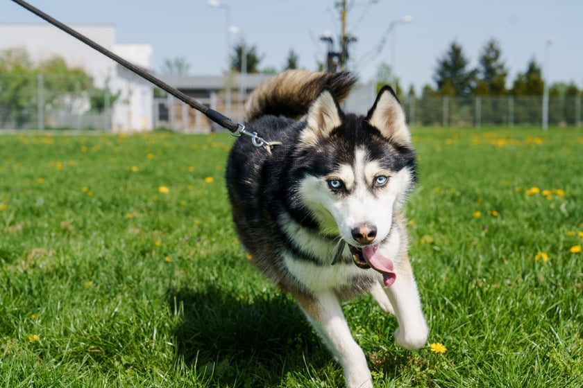 Ok. 6-letni husky, kt&oacute;rego do schroniska oddał opiekun. Grubson miał bardzo smutne życie - był ciągle zamknięty w kojcu, nie miał dużego kontaktu z ludźmi. Było to widać na początku pobytu w schronisku, ponieważ odstraszał człowieka jak tylko m&oacute;gł. Aktualnie zrobił duże postępy. To coraz bardziej ufny pies, kt&oacute;ry prezentuje klasyczne zachowania dla swojej rasy. Aktywny, towarzyski.
