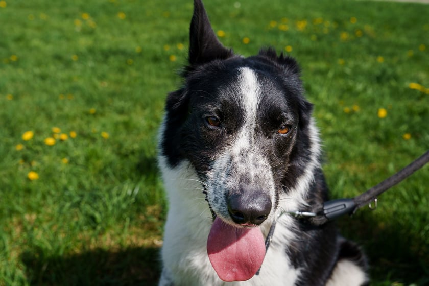 Ok. 3-letni psiak w typie border collie. Rufi jest bardzo pechowy i wielokrotnie został adoptowany, ale zawsze wracał do schroniska... To pies, kt&oacute;ry ma problemy behawioralne. Jest wrażliwy i trzeba go prowadzić spokojnie, konsekwentnie i rozsądnie. Trzeba poświęcić czas na zapoznanie się z nim, powoli zdobywać relację. Rufi ładnie wykonuje podstawowe komendy w zamian za smaczki.