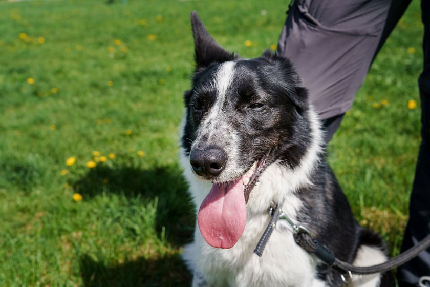 Ok. 3-letni psiak w typie border collie. Rufi jest bardzo pechowy i wielokrotnie został adoptowany, ale zawsze wracał do schroniska... To pies, kt&oacute;ry ma problemy behawioralne. Jest wrażliwy i trzeba go prowadzić spokojnie, konsekwentnie i rozsądnie. Trzeba poświęcić czas na zapoznanie się z nim, powoli zdobywać relację. Rufi ładnie wykonuje podstawowe komendy w zamian za smaczki.