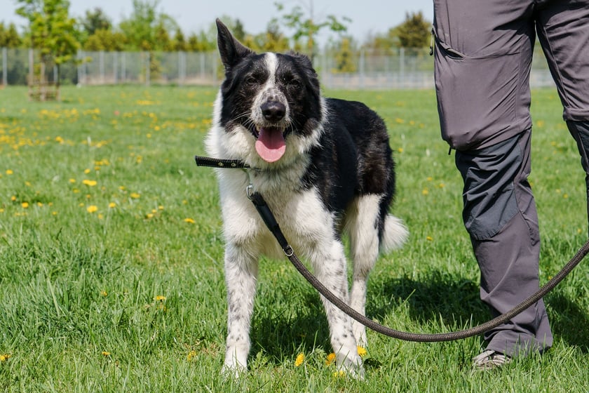 Ok. 3-letni psiak w typie border collie. Rufi jest bardzo pechowy i wielokrotnie został adoptowany, ale zawsze wracał do schroniska... To pies, kt&oacute;ry ma problemy behawioralne. Jest wrażliwy i trzeba go prowadzić spokojnie, konsekwentnie i rozsądnie. Trzeba poświęcić czas na zapoznanie się z nim, powoli zdobywać relację. Rufi ładnie wykonuje podstawowe komendy w zamian za smaczki.