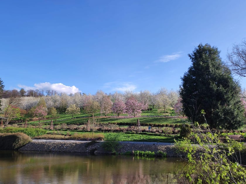 Arboretum Wojsławice