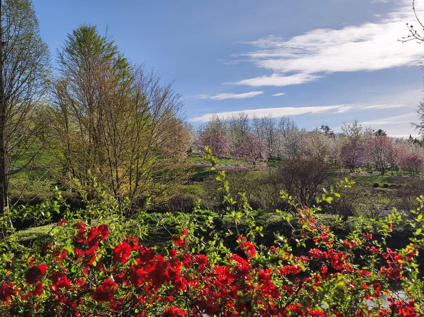 Arboretum Wojsławice