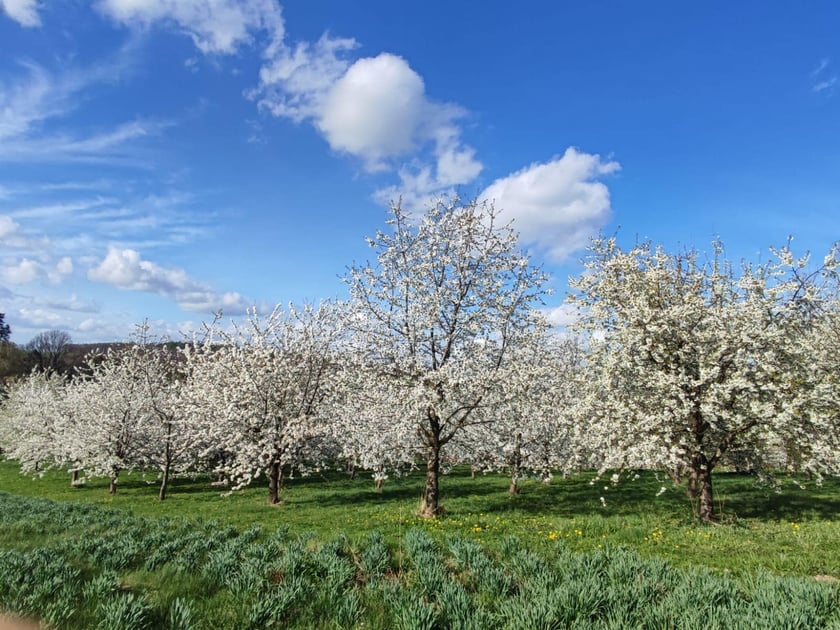 Arboretum Wojsławice